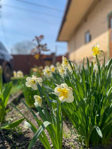 Sale Land – for living, Land – for living, Dunajská Streda, Slovakia
