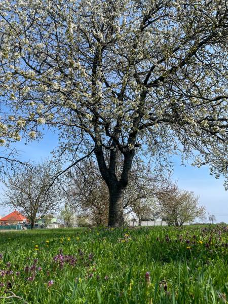Sale Land – for living, Land – for living, Dunajská Streda, Slovakia